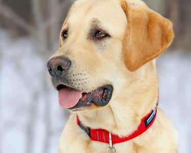 picture of max the dog who stays at Tails of Tavi