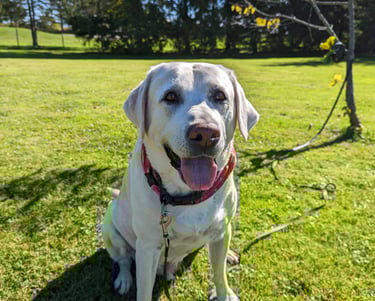 Max out for a walk in tavistock
