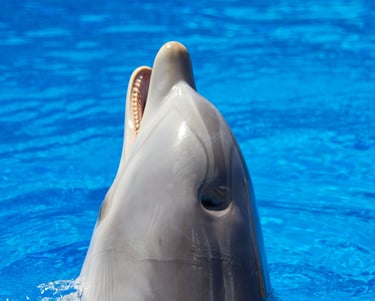 GORIGO Mundomar a dolphinfish in the water with its mouth open