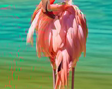 GORIGO Mundomar a flamingo bird standing in shallow water