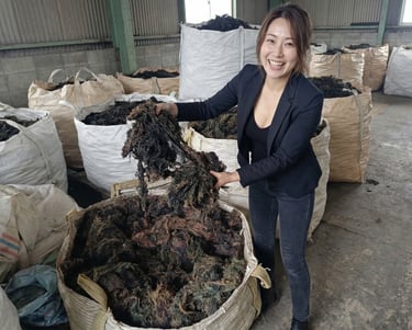 Dried Gracilaria seaweed 15% moisture and 3% impurity for agar-agar, Agriculture and Cosmetics
