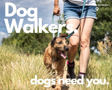 a dog walkers walking a dog on a leash
