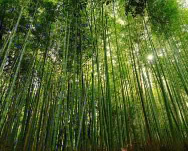 bamboo tree forest