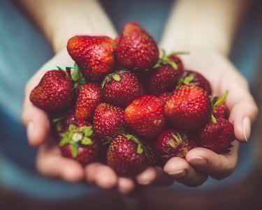 a person's outstretched hands offering a handful of deep red strawberries
