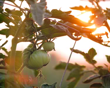 a green tomato plant with a sun shining through the leaves