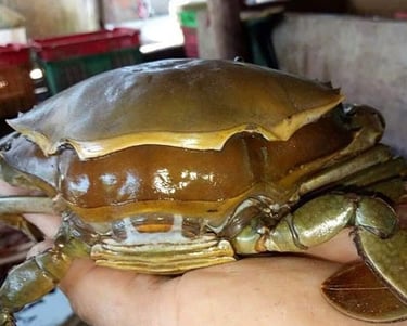 double skinned crabs
