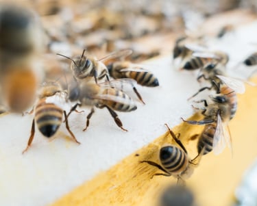 Bienen am Flugbrett vom Bienenstock