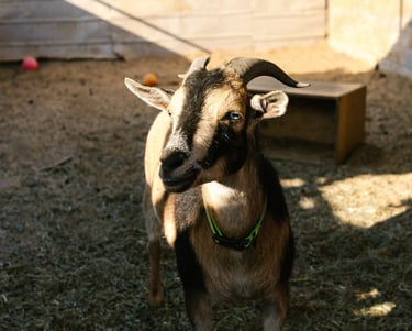 garde animaux de la ferme la rochelle