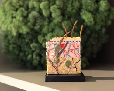 an enlarged 3D model of the human skin