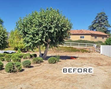 Large tree and shrubs at future site of larger RV garage.
