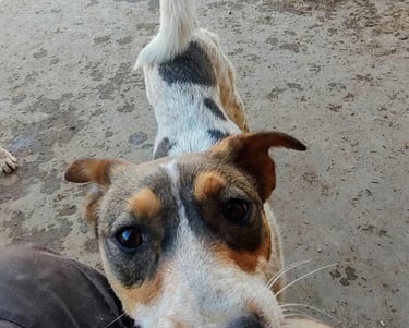 adoptable happy female dog, Heeler x, GIDGET, Albuquerque, NM New Mexico desertpawsnm.org