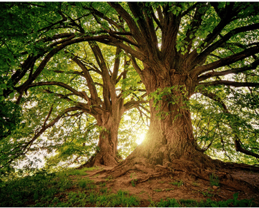 Arbres majestueux pour la gestalt thérapie pratiquer par Clara Dejean Psychologue à Toulouse