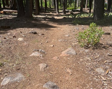 dog friendly travel northstar lake tahoe