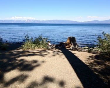 top dog friendly beaches north lake tahoe