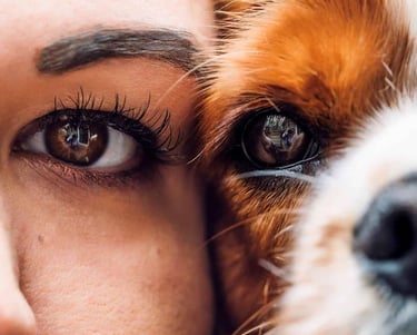 Flight tips for emotional support animals (ESA)