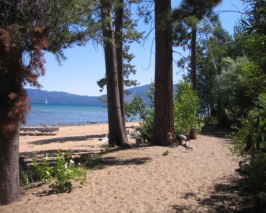 top dog friendly beaches north lake tahoe