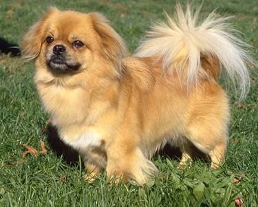 25 Best Dog Breeds for Highly Sensitive People (HSP)