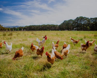 photo volaille en plein air