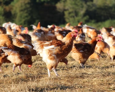 photo volaille label rouge