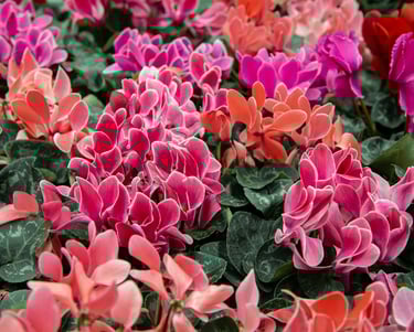 Cyclamens
