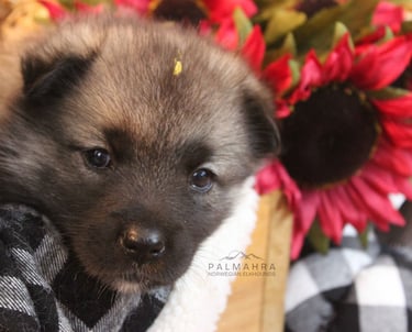 Norwegian Elkhound puppy