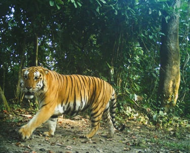 A camera trap image of a tiger at Nameri