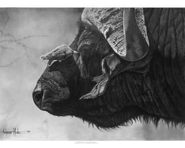 a buffalo bull in a black and white photo