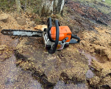 Kelmų naikinimas ir frezavimas po medžių pjovimo sklype