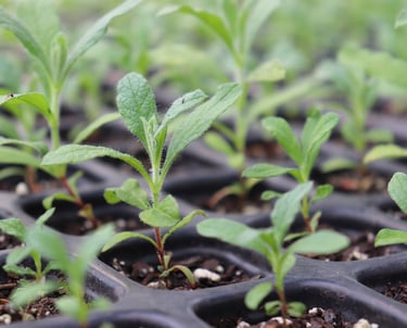 Janvriksha - Top research and analytics partner for ESG and social development