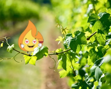 Flamme Maxima logo de MaxThomasBois présente le bois de chauffage en Bourgogne