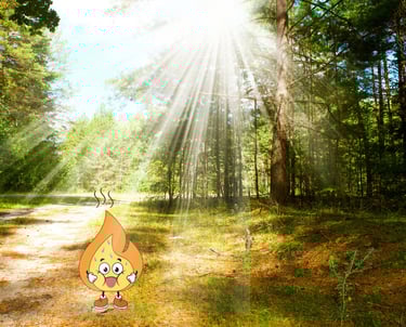 Maxima la flamme orange se promène dans les bois de l'occitanie