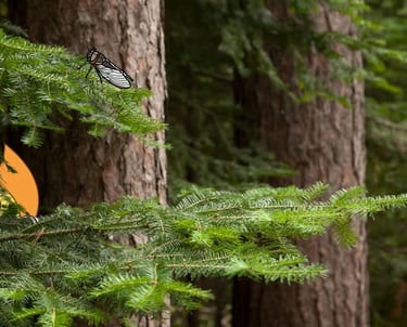 Maxima la petite flamme de MaxThomasBois se cache dans la forêt de Fréjus