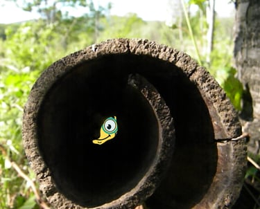 Maxima la petite flamme de MaxThomasBois se cache dans la foret
