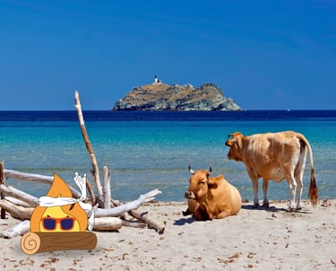 Plage de Corse ou Maxima Logo de MaxThomasBois bronze avec sa buche sec