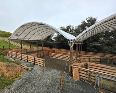 New build sheep yards - CHR Builders