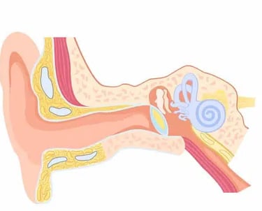 a diagram of the inside of a human ear and ear