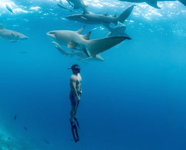 Nurse Shark excursion in Maldives. Freediving with Nurse sharks.