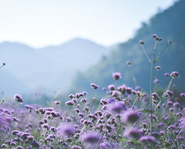 Peak & Petal custom website design process