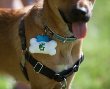Close up of a dog wearing a bone-shaped stress ball with Greenbelt Land Trust logo on his collar