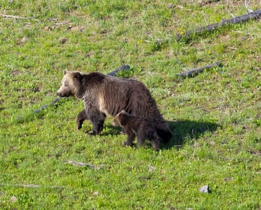 Grizzly bear "Raspberry" and her Cub