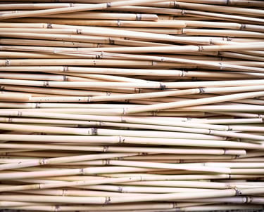 Bamboo plant canes