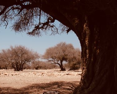 forêt d'arganiers dans la campagne marocaine