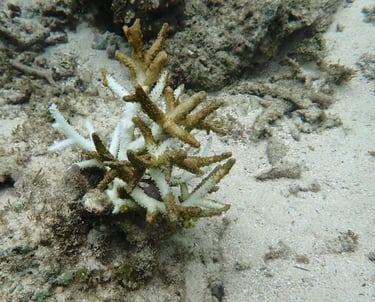 Same coral colony - dead in June 2025