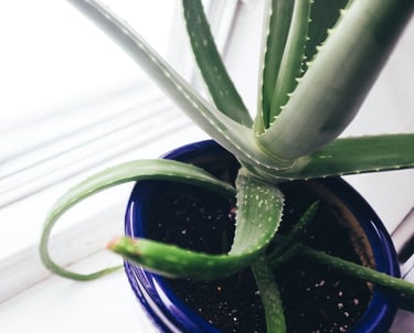 Aloe Vera