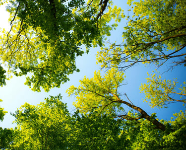 vue d'une forêt avec beaucoup d'arbres