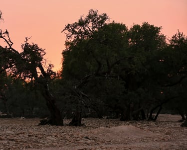 coucher de soleil avec un ciel rose dans les arganiers