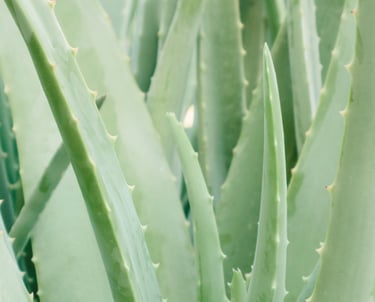 Aloe Vera plant