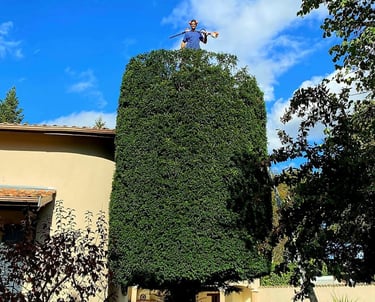 arboriste en haut d'un arbuste après sa taille