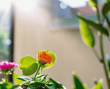 Growing flowers in a pot