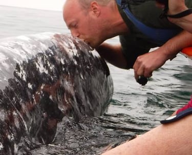 kissing a whale
